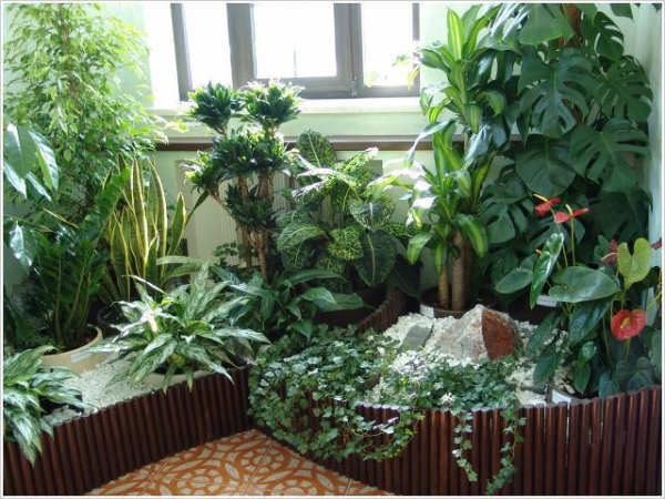 Tropical indoor garden