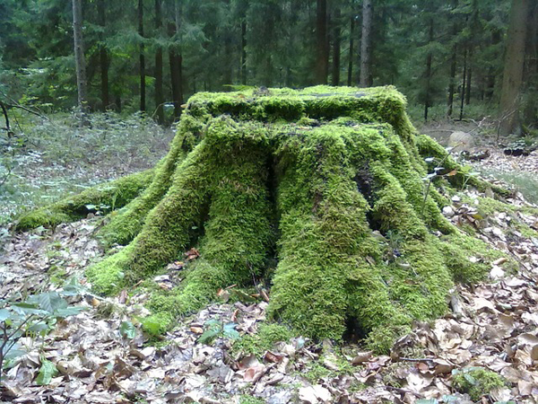 Ways To Decorate Old Tree Stumps In Garden: Moss Cover