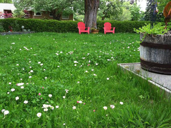 5 Amazing Lawn Alternatives