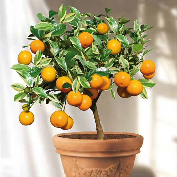 5 Fruit To Grow In Containers: Calamondin Orange