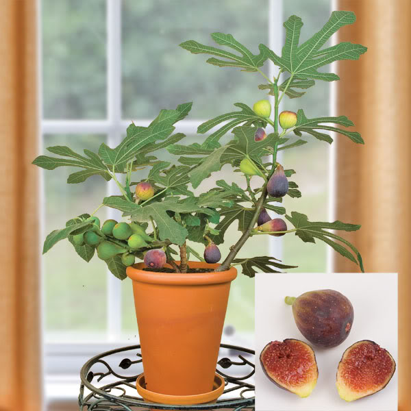 5 Fruit To Grow In Containers: Fig