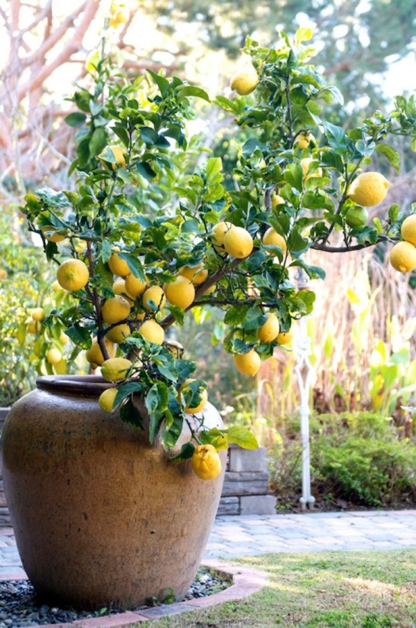 5 Fruit To Grow In Containers: Meyer Lemon
