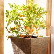 5 Fruit To Grow In Containers