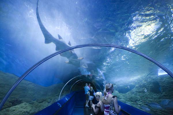 Gigantic Aquarium