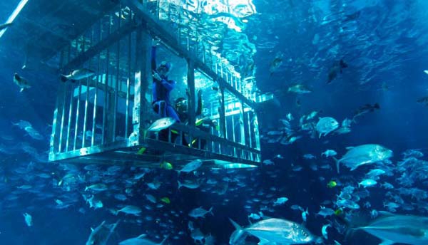 Gigantic Aquarium