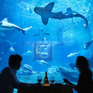 Sleep With Sharks In This New Airbnb Listing