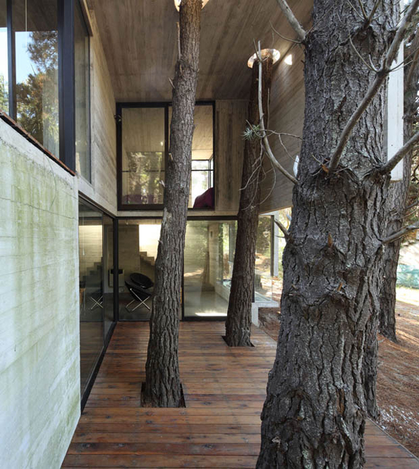 Architecture: Preserving Trees On Construction Site