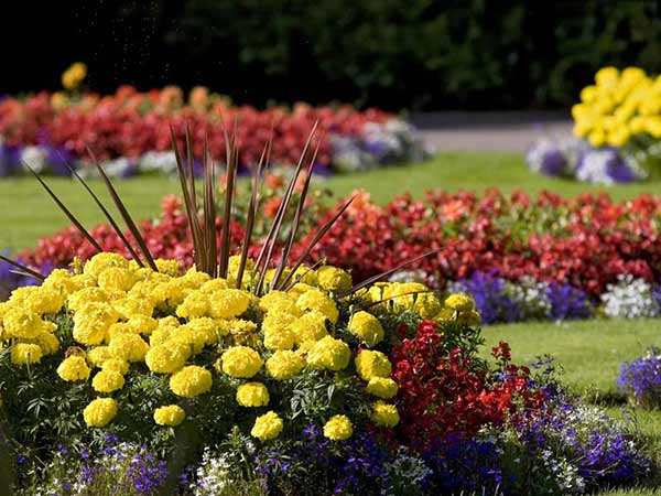Flower Beds Care and Maintenance