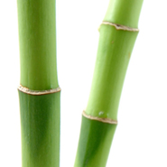 Going Green With Bamboo