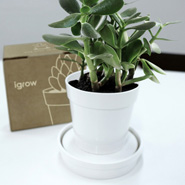 iGrow Planter by Psychic Factory