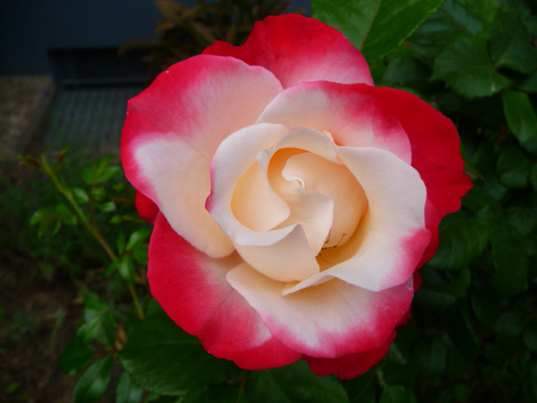 Top 8 Amazing Rose Varieties