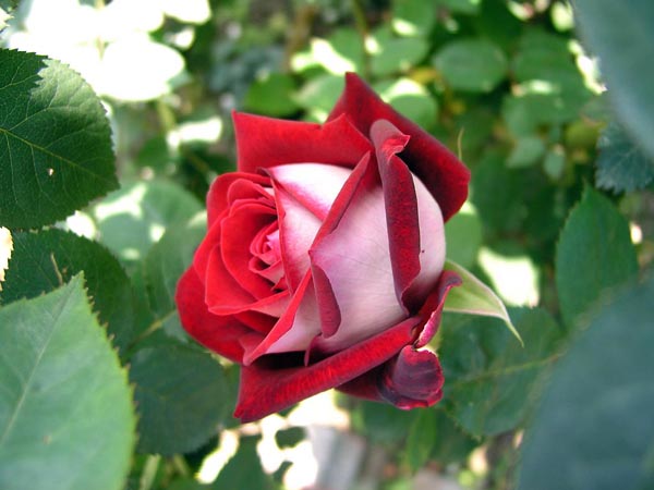 Top 8 Amazing Rose Varieties