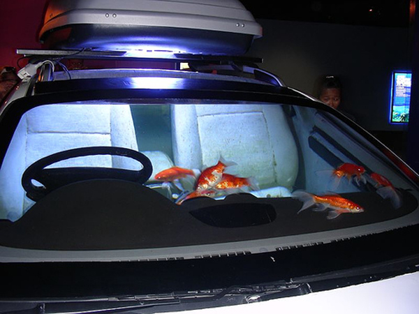Weirdest Fish Tanks